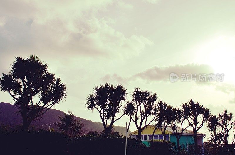 New Zealand / Aotearoa by Sunset;Ti Kouka (Cordyline Australis)，黄昏